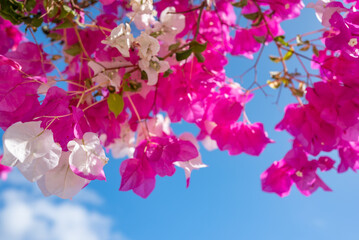 White and pink flowers of bougainvillea on blue sky background. Miss universe