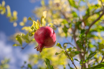 Ripe pomegranate fruits growing on a tree on blue sky background