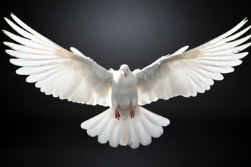 Fotobehang Front view of a white dove with open wings symbol of the Holy Spirit on black background Generative AI Illustration © SVasco