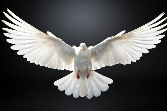 Fototapeta Front view of a white dove with open wings symbol of the Holy Spirit on black background Generative AI Illustration