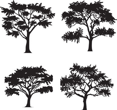 Babul (Acacia) Tree vector silhouette Illustration Black color