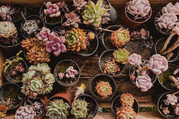 various succulent vases flatlay background