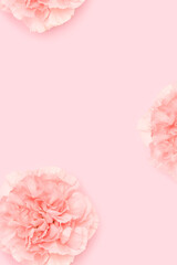 Carnation flowers on a pink background. Springtime concept with copy space.