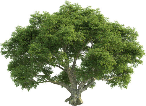 Side view of Quercus tree