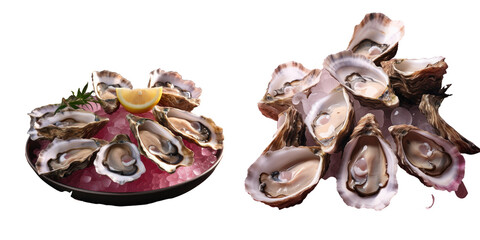 transparent background with oysters