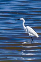 Flamingos in the sea at Walvis Bay, Namibia