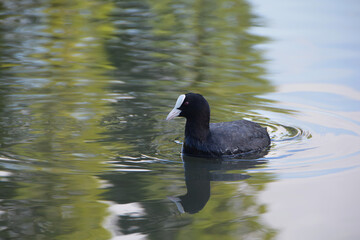 a coot in the lake