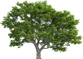 Side view of Quercus tree