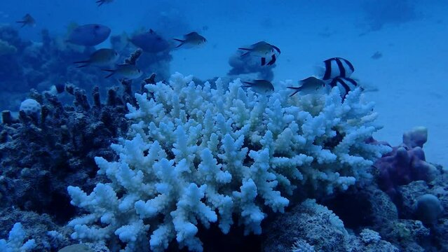 Close up of fish hiding in the red sea