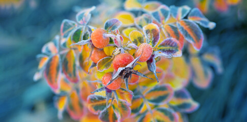 Fototapeta na wymiar autumn leaves and rose hips in frost crystals on sunny morning