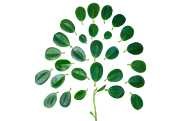 Ficus plant leaf isolated on white background.