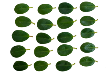Ficus plant leaf isolated on white background.