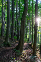 A forest path in the late afternoon sunlight, near the city of Jena, thuringia