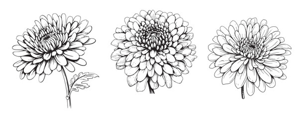 Chrysanthemums set sketch hand drawn in comic style.Vector Garden flowers - obrazy, fototapety, plakaty