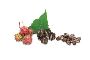 beans (Ricinus) and castor oil isolated on the white background, herbs.