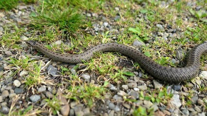 Wild Snake Coronella Austriaca on Grass and Stones