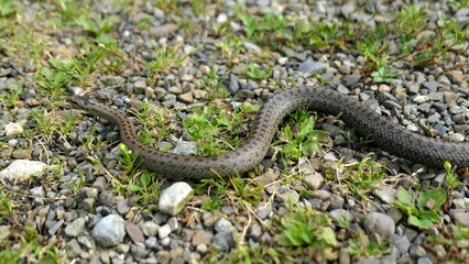 Wild Snake Coronella Austriaca on Grass and Stones