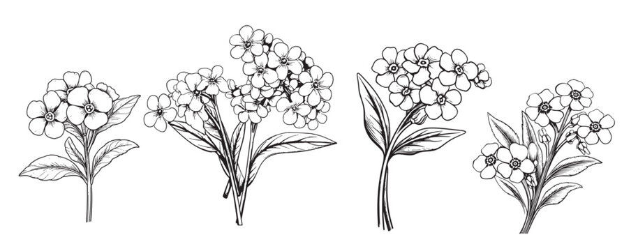 Forget-me-not flower set sketch hand drawn Vector Garden flowers