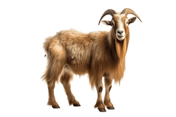 Mountain Goat Up Close Isolated on a Transparent PNG Background. Generative Ai