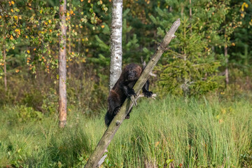 Wolverine in the forest