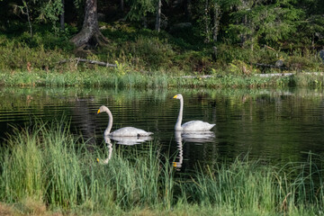 Boreal forest landscape