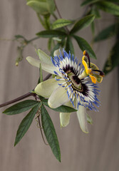macro passiflora flower