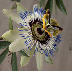 macro passiflora flower