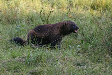 Wolverine in the forest
