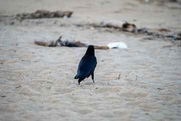 海辺を歩くカラス