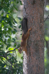 Boreal forest Boreal forest landscape