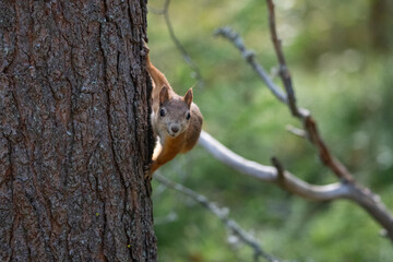 Squirrel in the forest