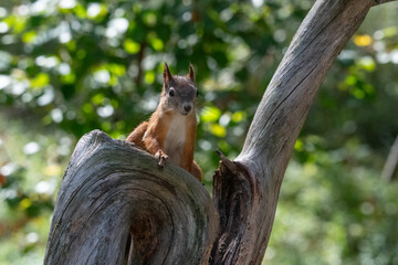 Squirrel in the forest