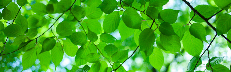green leaves banner