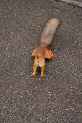 orange squirrel on the asphalt