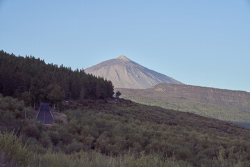 Forest against mountain in nature