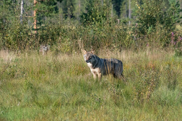 Wolf in the forest