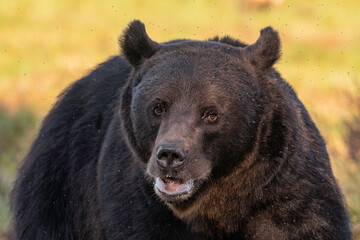 Brown bear on the forest