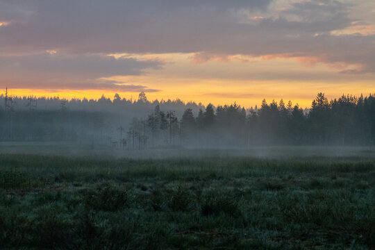Boreal forest landscape © Stanislav