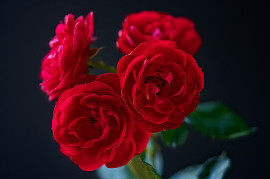 A red rose photographed with a macro lens.
