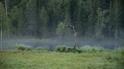 Boreal forest Boreal forest landscape