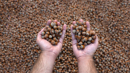 a pile of hazelnuts and palms holding hazelnuts. Photo of brown and highly textured nuts. Organic and natural nuts.
