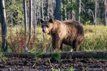 Brown bear in the forest