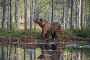 Brown bear in the forest