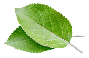 Green apple leaf isolated on white