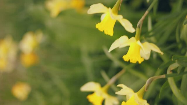 close-up of yellow daffodils with shallow depth of field