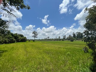 Green meadows near archaeological sites, Banteay Srei, Angkor ruins, Siem Reap, Cambodia