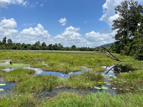 Green meadows near archaeological sites, Banteay Srei, Angkor ruins, Siem Reap, Cambodia