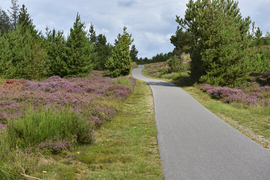 Fahrradweg in einer Heidelandschaft