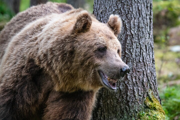Fototapeta premium Brown bear in the forest