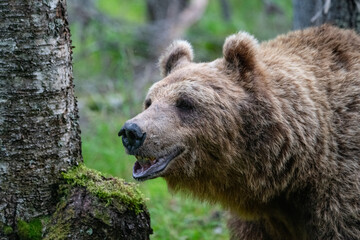 Obraz premium Brown bear in the forest